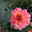 almonds8peaches avatar