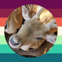 almondvaledeer avatar