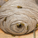 almostabajillionwasps avatar