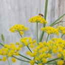 almostanartistone avatar