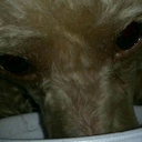 almosthuman-butnotquite avatar