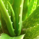 aloeverasbenefits avatar