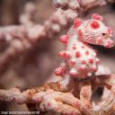 along-the-coast avatar