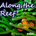 alongthereef avatar