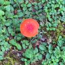 alostplantwhoisconfused avatar