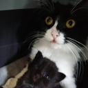 alpa-the-internet-cowboy avatar