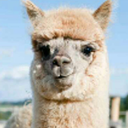 alpaca-27 avatar