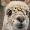 alpaca-or-a-llama-blog avatar