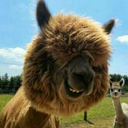 alpaca666 avatar