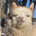 alpacafarmhand avatar