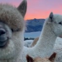 alpacaffe avatar
