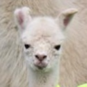 alpacameditation-blog avatar