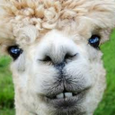 alpacaslikepoptarts avatar