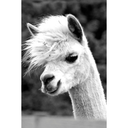 alpacasquad avatar