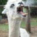 alpacasrule-blog avatar