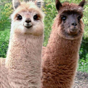 alpacaworship-blog avatar