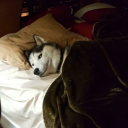 alparslanturkesinaskerleriyiz avatar