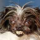 alpastortostada avatar