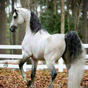 alpha-redstar avatar