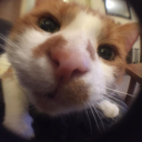 alphacuresis-blog avatar