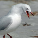 alphagullofficial avatar