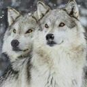 alphawolfapex avatar