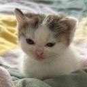 alphonsanookie avatar