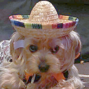 alpin-the-floof avatar