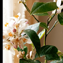 alplerinannesi28 avatar