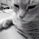 already-heard avatar