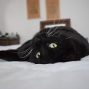 alsoknownaskoedynn avatar