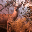 altasthebandit avatar