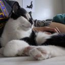 alter-cations avatar