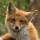 alter-wanderer avatar