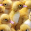 alternatearchiver avatar