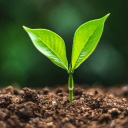 alternian-survival-advice avatar