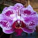 altinocrisostomo avatar