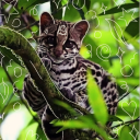 altmargay avatar