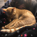 altrazflysdragons avatar