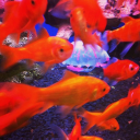 altschmerznkenopsia avatar