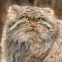 alullabytoleaveby avatar