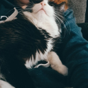 always--never avatar