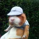 always-a-bird avatar