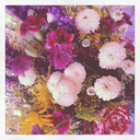 always-in-my-heart1 avatar