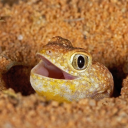 alwaysadvisor avatar