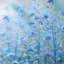 alwaysaharrypotterfan avatar