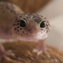 alwaysclassydreamland avatar