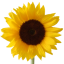 alwayswithten avatar