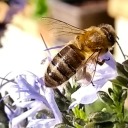 am-i-learning-yet avatar