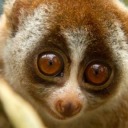 amailboxlemur avatar